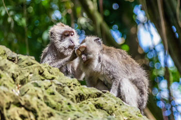 Two wild monkey in sacred Monkey Forest
