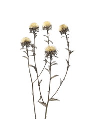 Dry burdock flower isolated on white background with clipping path
