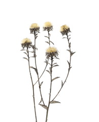 Obraz premium Dry burdock flower isolated on white background with clipping path