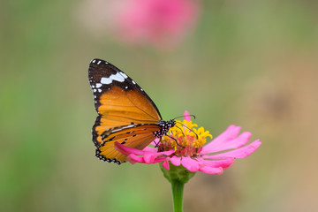 Obraz na płótnie Canvas Butterfly on flower