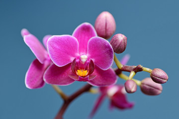 Fuchsia Phalaenopsis Orchid © Tomasz Warszewski