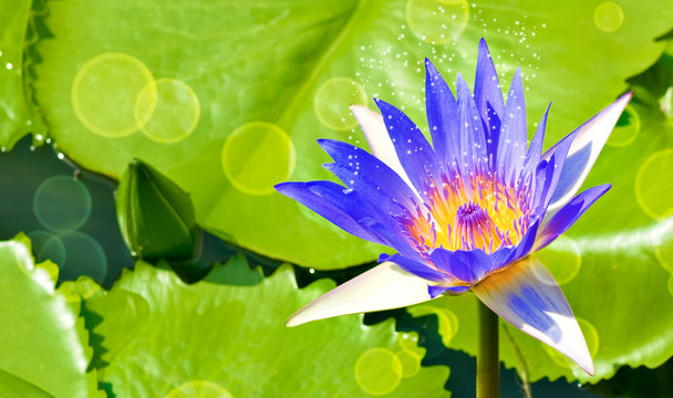  image of beautiful Lotus flower in water close-up