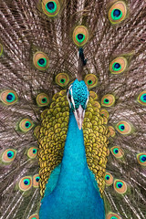 Obraz premium Details and patterns of peacock feathers.