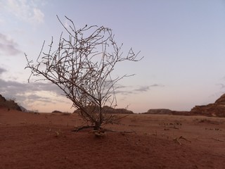 Obraz premium tree in the desert