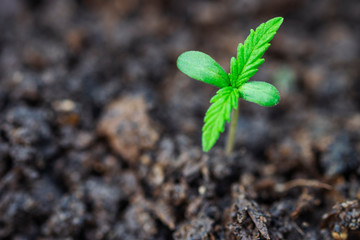 marijuana weed smoking close up on background