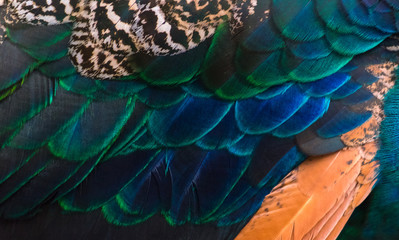 Fototapeta premium Details and patterns of peacock feathers.