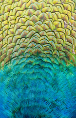 Details and patterns of peacock feathers.