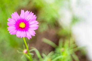 Obraz premium Flowers blur on the bokeh background.