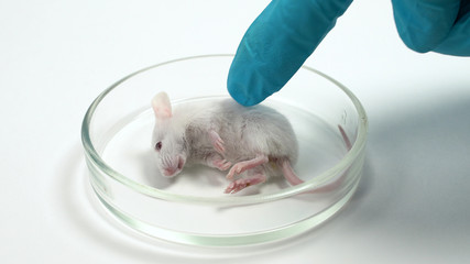 laboratory mouse died after testing medication. Concept - side effects of drugs, dangerous drugs, biological supplements, vitamins. Animal experiments