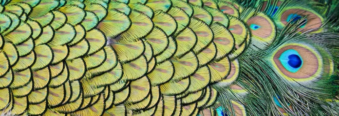 Gordijnen Details and patterns of peacock feathers. © beerphotographer