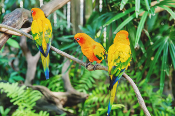 Three beautiful yellow-green wavy parrots are sitting on a branch in a tropical forest