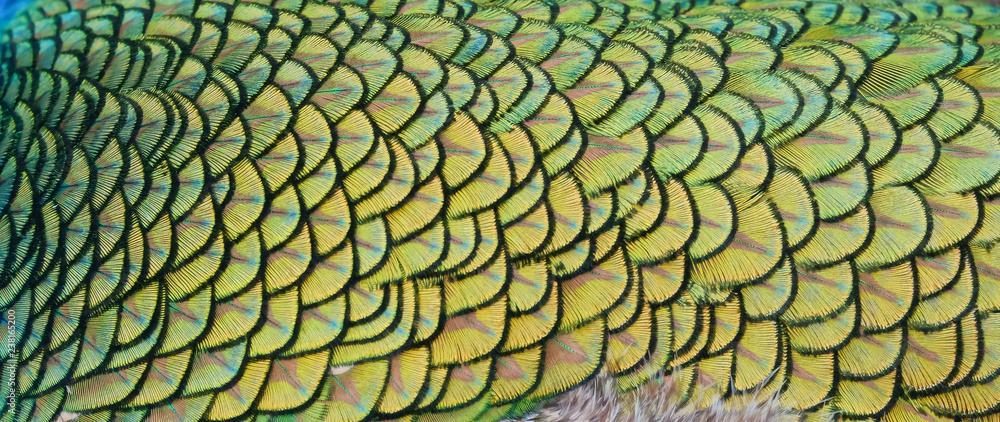 Poster details and patterns of peacock feathers.