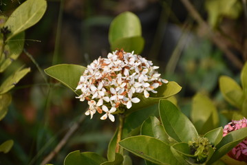 Beautiful flowers in the garden