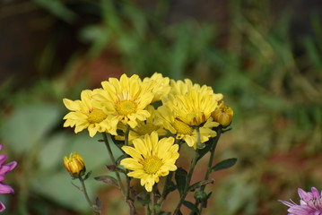 Gorgeous sunflower in the garden.
