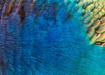 Details and patterns of peacock feathers.