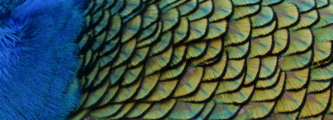Details and patterns of peacock feathers.