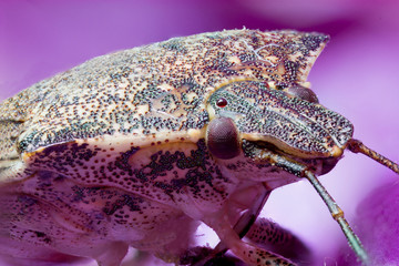Extreme macro of head of bug