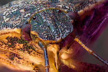 Extreme macro of head of bug