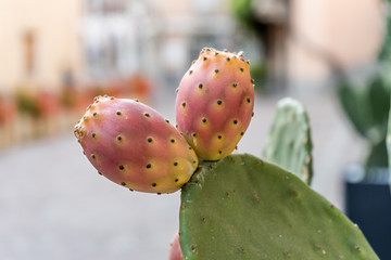 Closeup of two prickly pears
