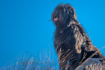 Black bergamasco shepherd dog with blue sky background