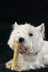 West Highland White Terrier with a chewing bone, black background and copy space