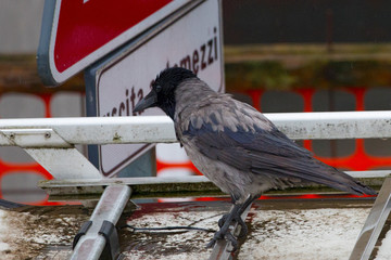 CrowCrow in the city