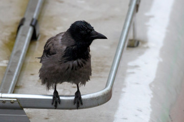 CrowCrow in the city