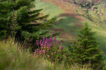 Obraz premium Beautiful purple heather blooming in a tall green grass meadow between fir trees, at the foot of the mountain. Landscape in Wicklow Mountains, Ireland.