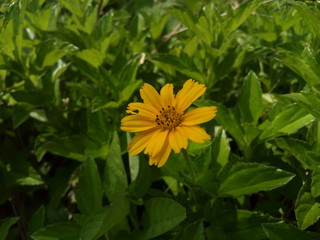 Sunflower blossom in the garden 