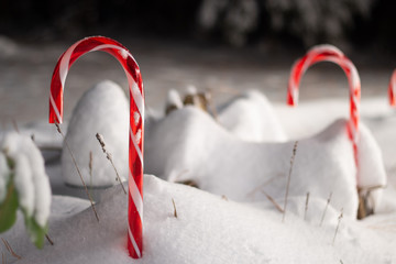 Candy Canes in the Snow