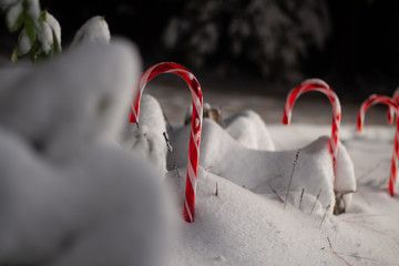 Candy Canes in Snow