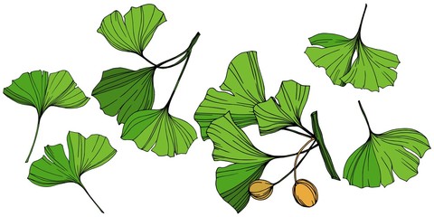 Vector Isolated ginkgo illustration element. Green leaf. Plant botanical garden floral foliage. Green engraved ink art.