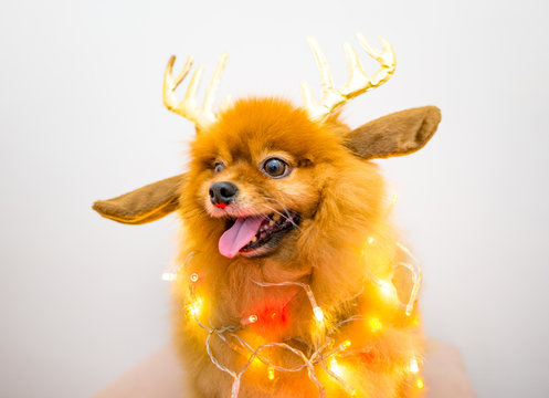 funny dog with christmas decoration lights