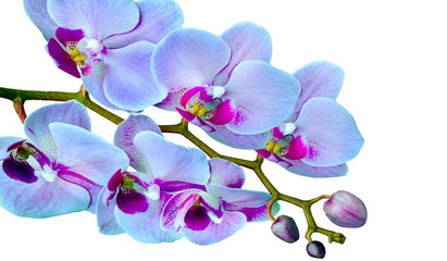 Fototapeta na wymiar White Orchid flowers on white background