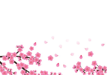 Cherry blossom flowers background. Sakura  pink flowers background.