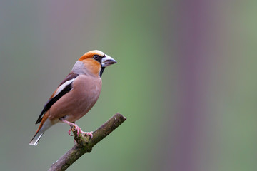 Hawfinch on a branch in the forest in the Netherlands
