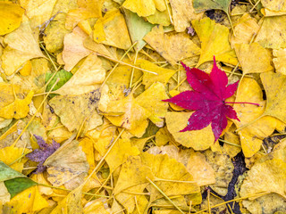 autumn leaves