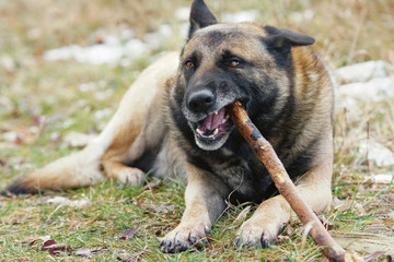 German Shepherd gnaws the stick lying on a green meadow