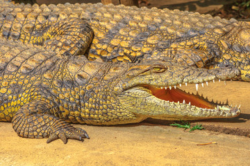 Closeup of African Crocodile species Crocodylus Niloticus, with open mouth at iSimangaliso Wetland...
