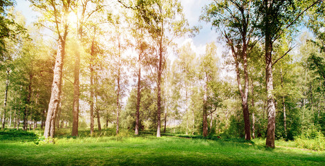 Fototapeta na wymiar Beautiful forest background