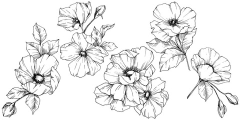 Vector Rosa canina flower. Black and white engraved ink art. Isolated rosa canina illustration element. - 238169810