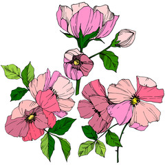 Vector Pink rosa canina. Floral botanical flower. Engraved ink art. Isolated rosa canina illustration element.
