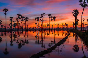sugar plam in sunrise time and reflection on water for background.
