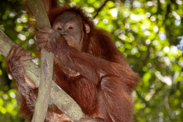 Sumatran Orangutan, Pongo abelii, feeds the fig tree on the tree