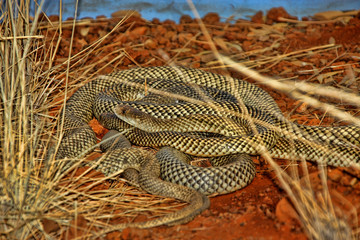 King brown snake, Pseudechis australis, is a relatively large snake, Australia