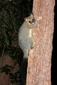 Common ringtail possum, Pseudocheirus peregrinus, excellently climbs along the trees