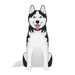Black and white siberian husky with blue eyes and tongue out. Husky dog sitting isolated on white background.. Vector illustration