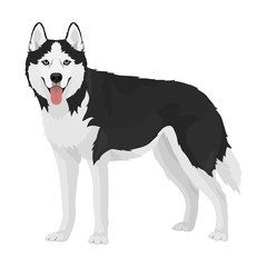 Black and white siberian husky with blue eyes and tongue out. Husky dog standing isolated on white background.. Vector illustration © Sergey Bogdanov