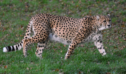 Cheetah walking