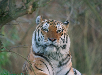 Siberian Tiger face on with eye contact 